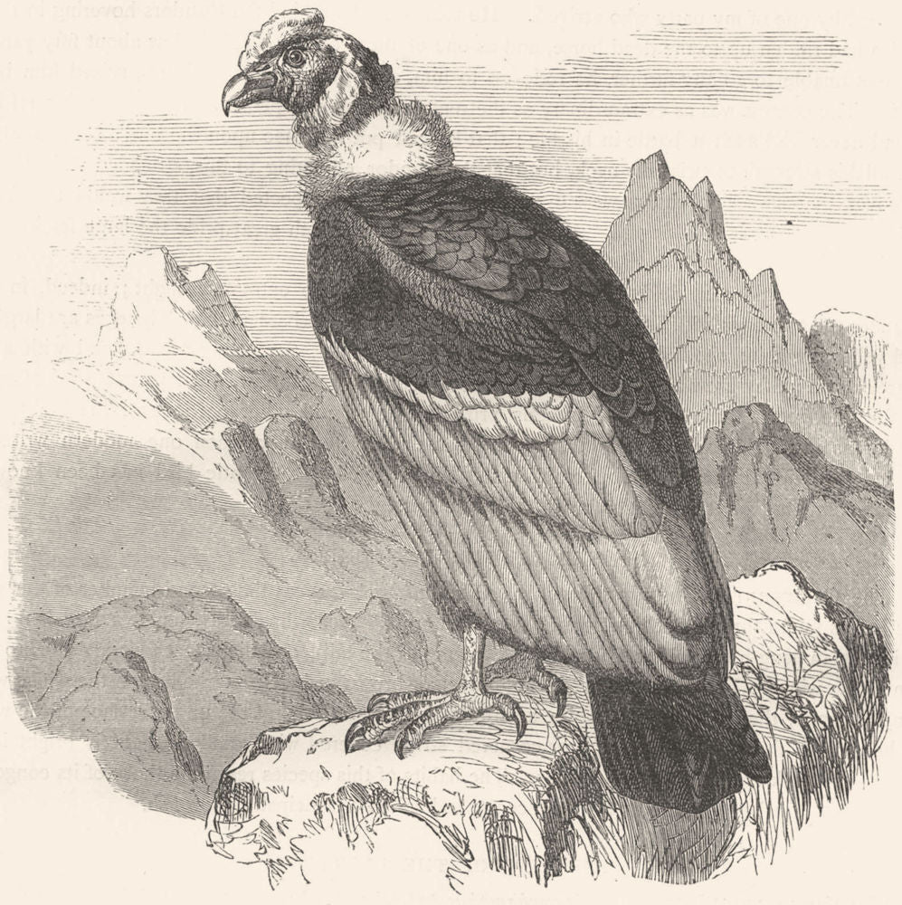 BIRDS. Raptorial. Vulture. Condor c1870 old antique vintage print picture